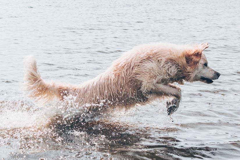 vakantiepark aan zee met hond oasis punt west resort